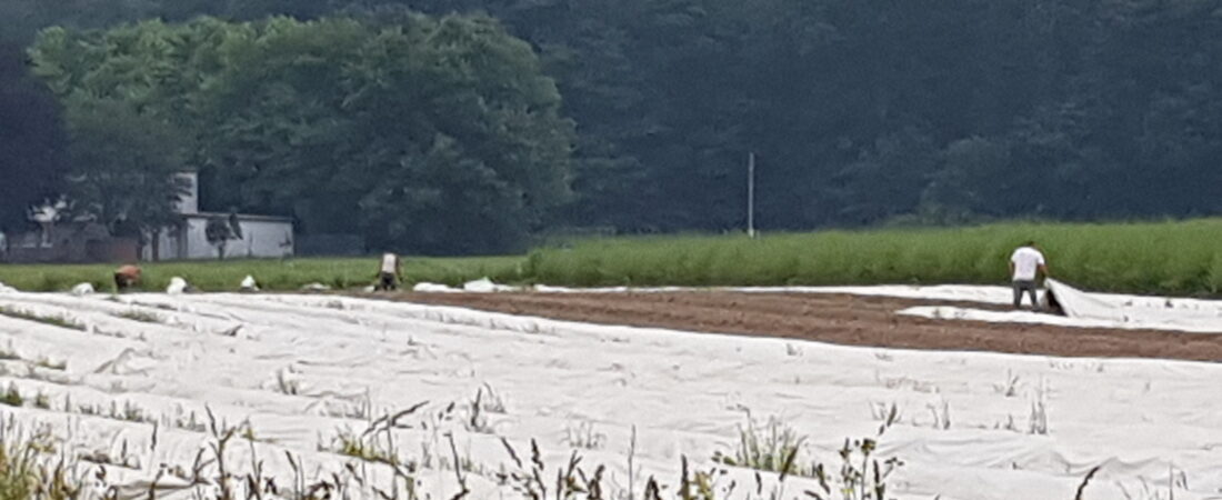 Primi muncitori în Agricultură apar în Germania